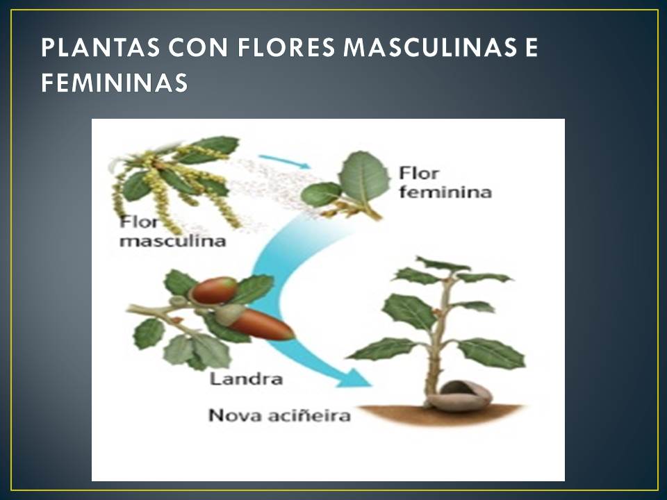 Ciencias Naturais. Unidade 1: As Plantas. Plantas con flores femeninas e  masculinas – Educación Primaria